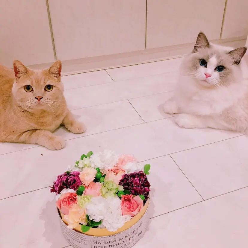 USAMiMi 🐰💕の掲載