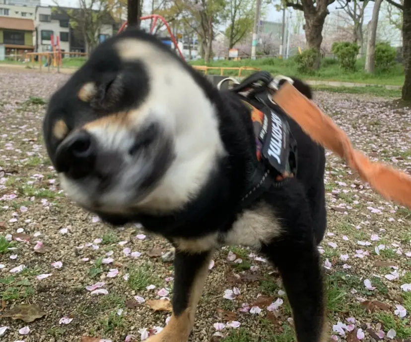 東心斎橋🌏豆柴 🐾倶楽部の掲載