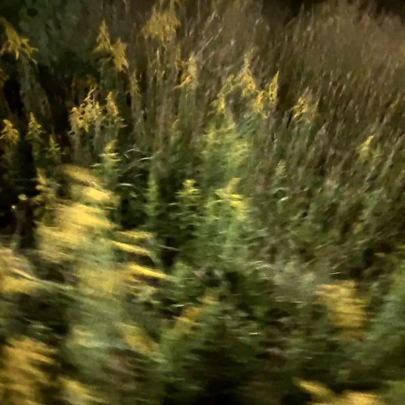 com’sLibli 澤井凜の掲載