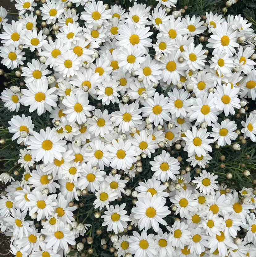 横浜 *束感まつ毛* 🐰はま🐰の掲載