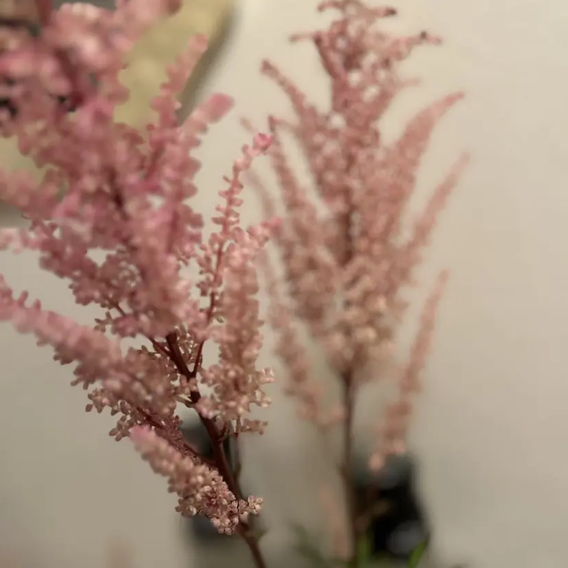 【モデル募集中】 🕊️Yayoiの掲載