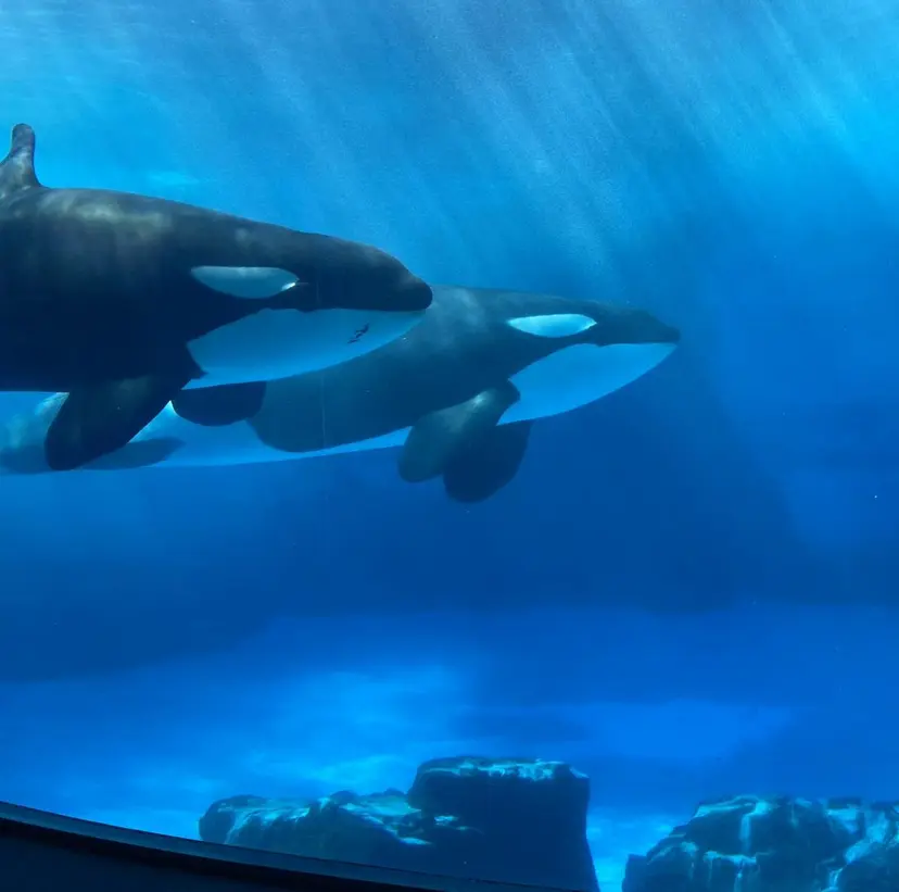 MAQUIA宮崎店 藤本の掲載