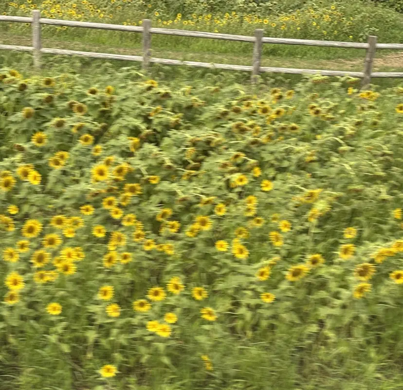 shh... RYOCAの掲載