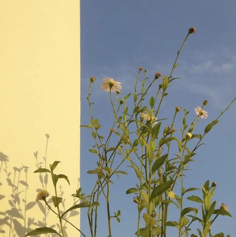 Loa よねざわの掲載