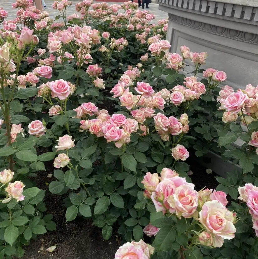 リラ岡本 森園の掲載