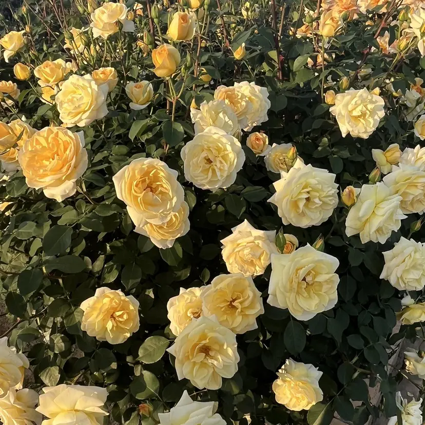 横浜 *束感まつ毛* 🐰はま🐰の掲載