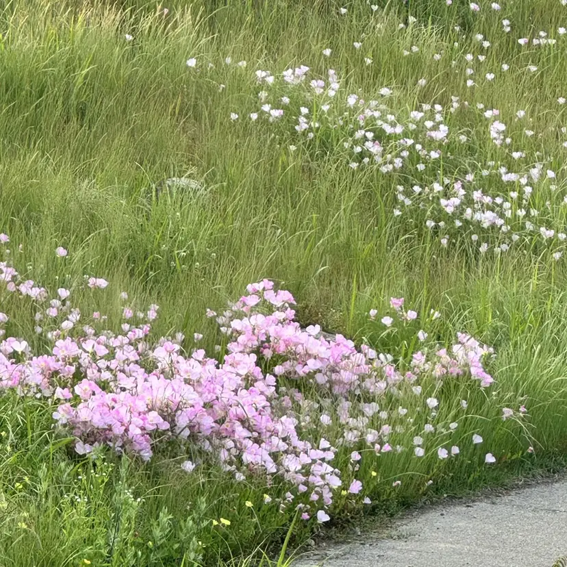 ✨モデルさん募集✨️ 下村 伯の掲載