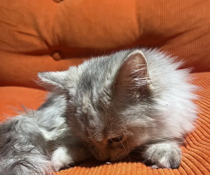 💖艶髪ブリーチ髪質 改善💖ケンシンの掲載