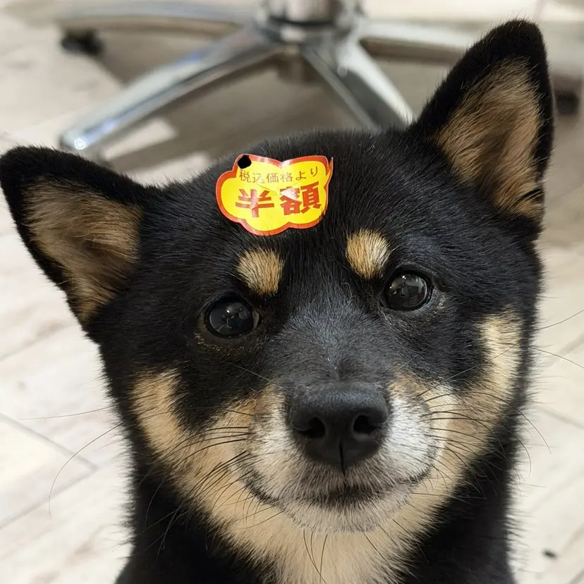 東心斎橋🌏豆柴 🐾倶楽部の掲載