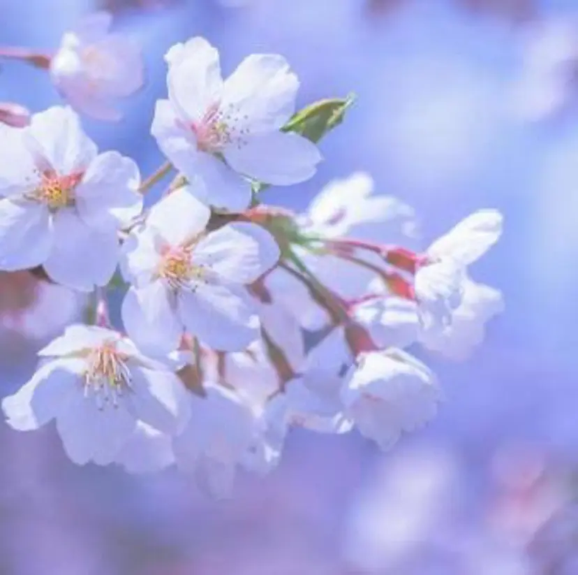 🌸束感マツエク🩵 SAKURA🩵🌸の掲載