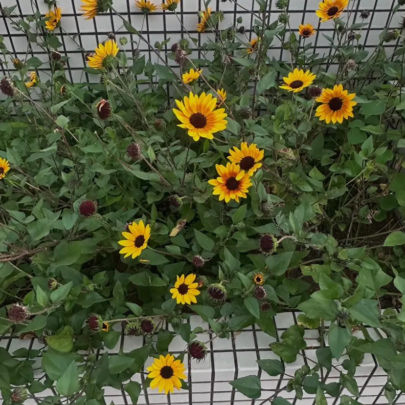 Takeda Marinaの掲載