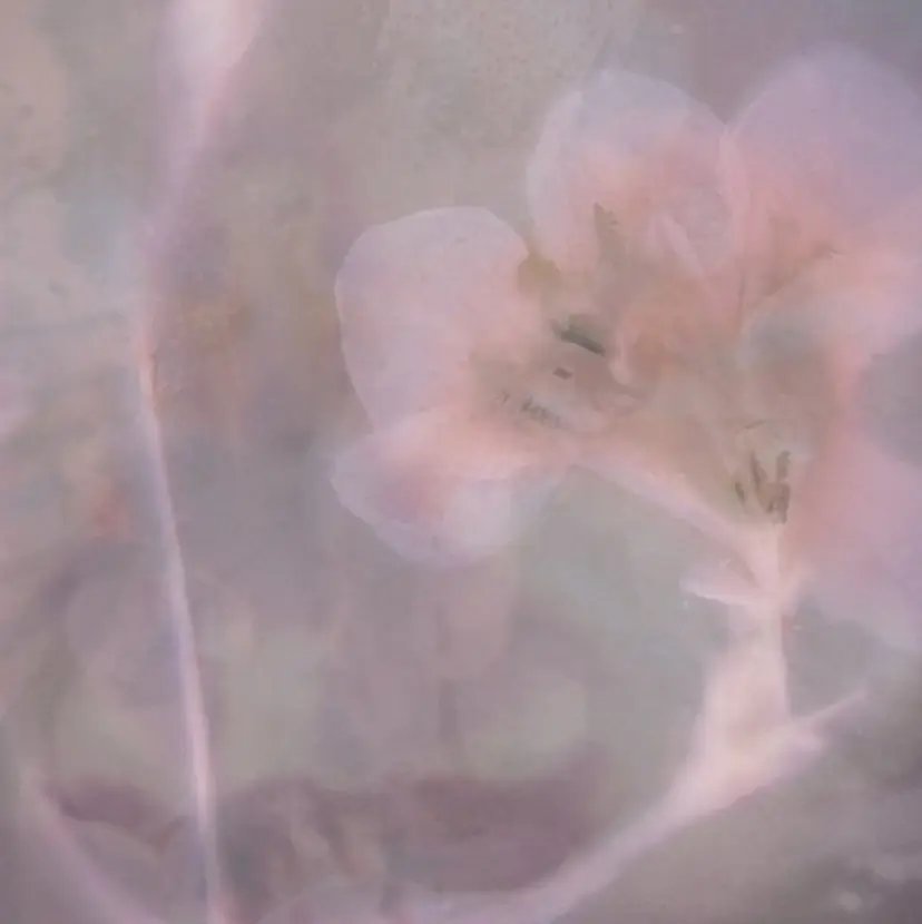 vif chisatoの掲載