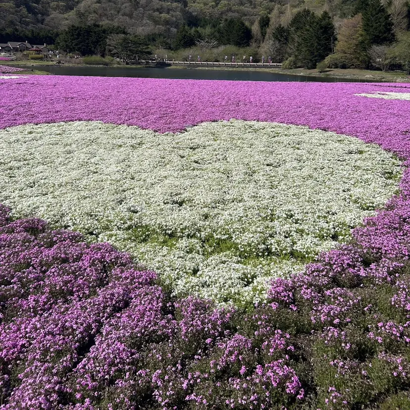 MIRA🌷 / モデル様募集🫧の掲載
