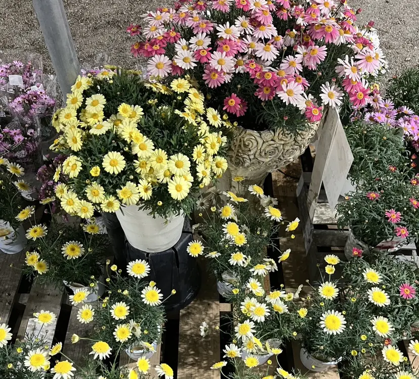 池田 梨央の掲載