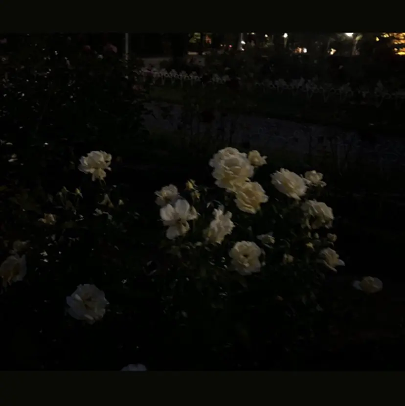 Daisy Lash こじま ほのかの掲載