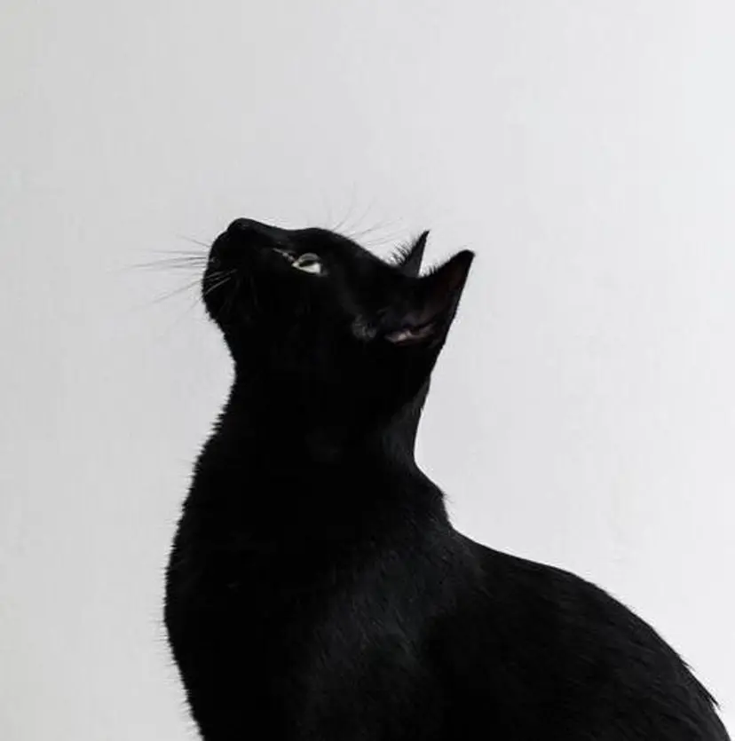 ルナ/ SYS by fitの掲載