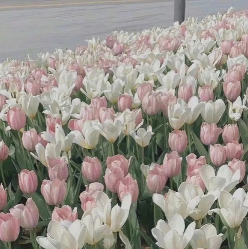 🤍Sakurai Fuka🤍の掲載