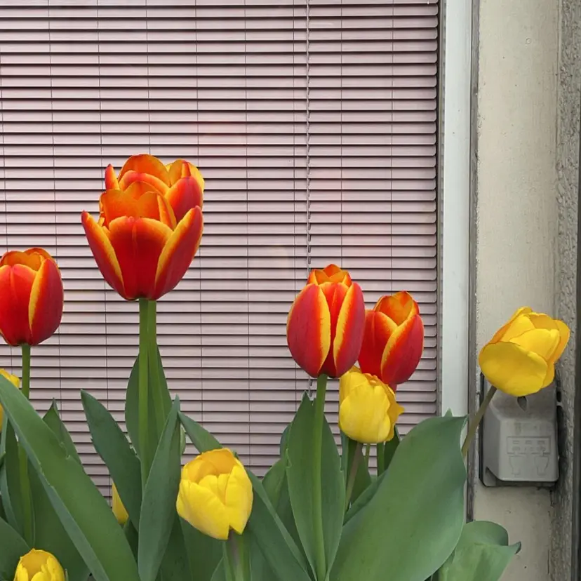 SONEL 本多の掲載