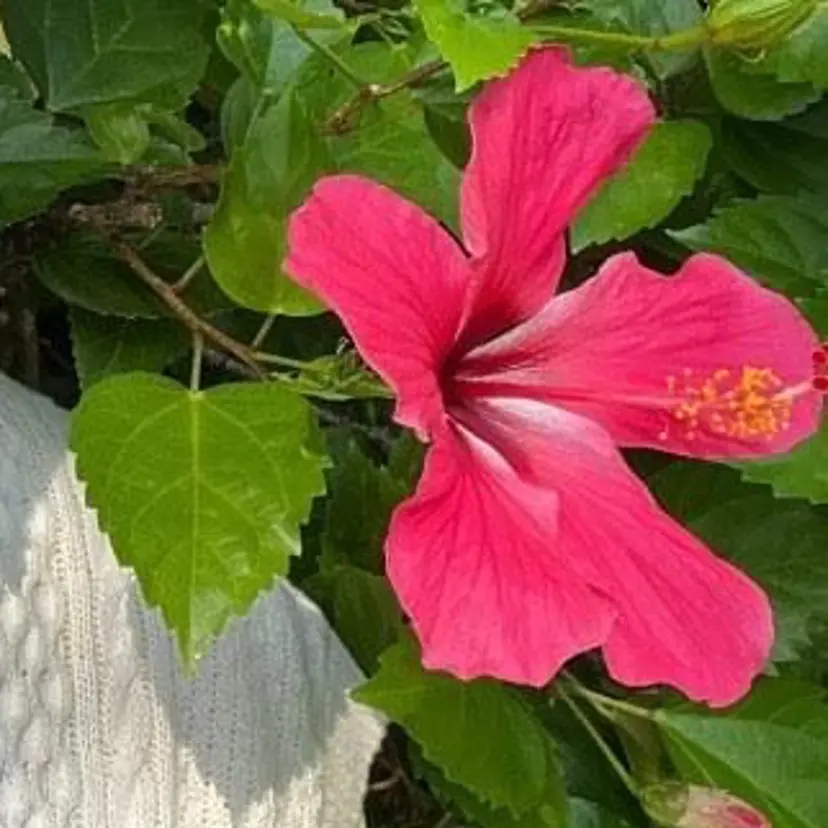 hush hush 新宿南口店の掲載