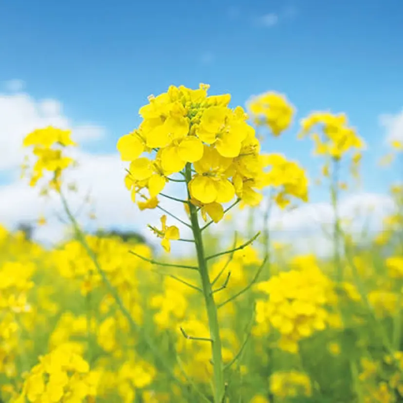 💎 yuina🦋の掲載