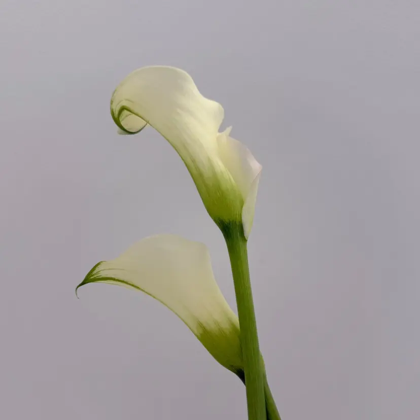 Öde eyeの掲載