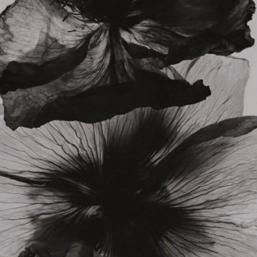 harua キュプレ/アイリストの掲載