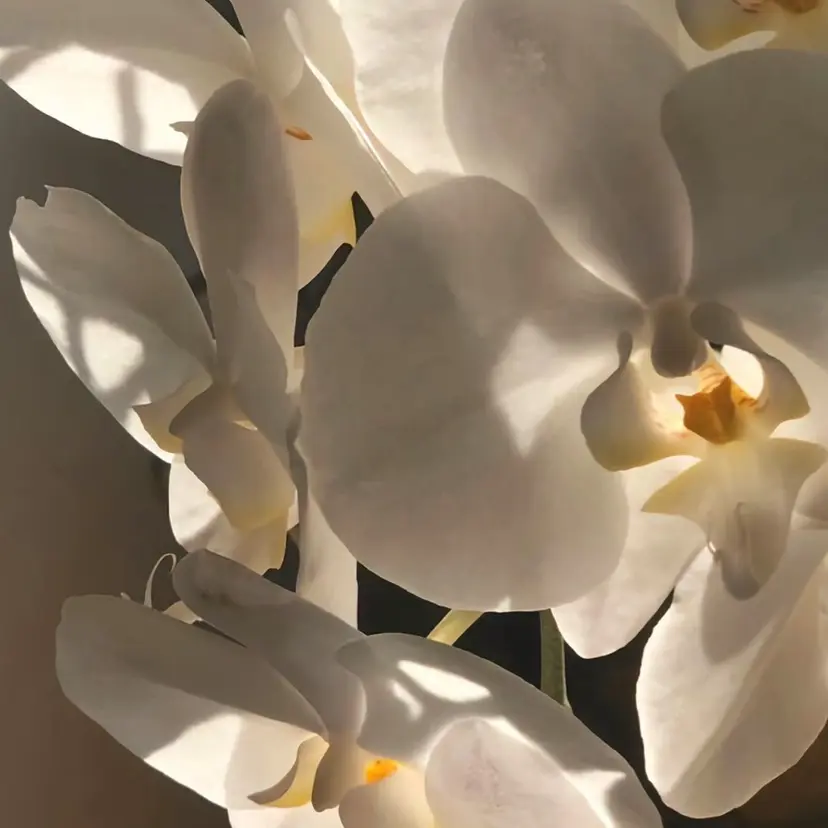 Eleanoa 🌿藤沢店の掲載