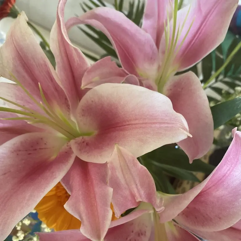 avectoi 𝓻𝓲𝓷𝓪の掲載