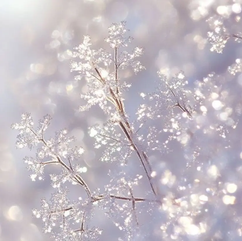 ðmisaki ðã®æ²èŒ