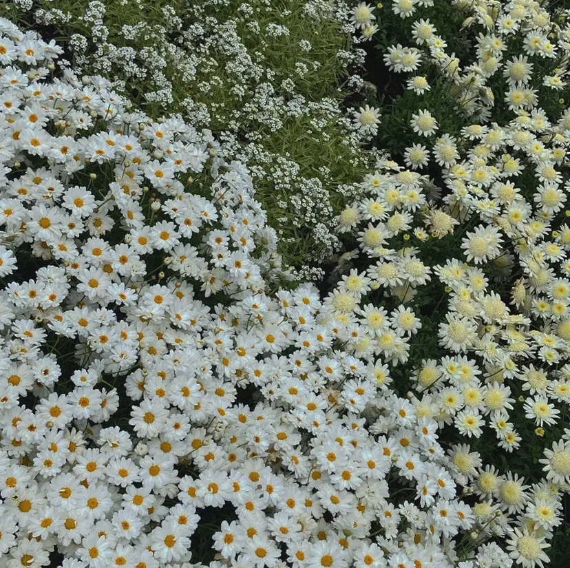 林田 紗羽の掲載