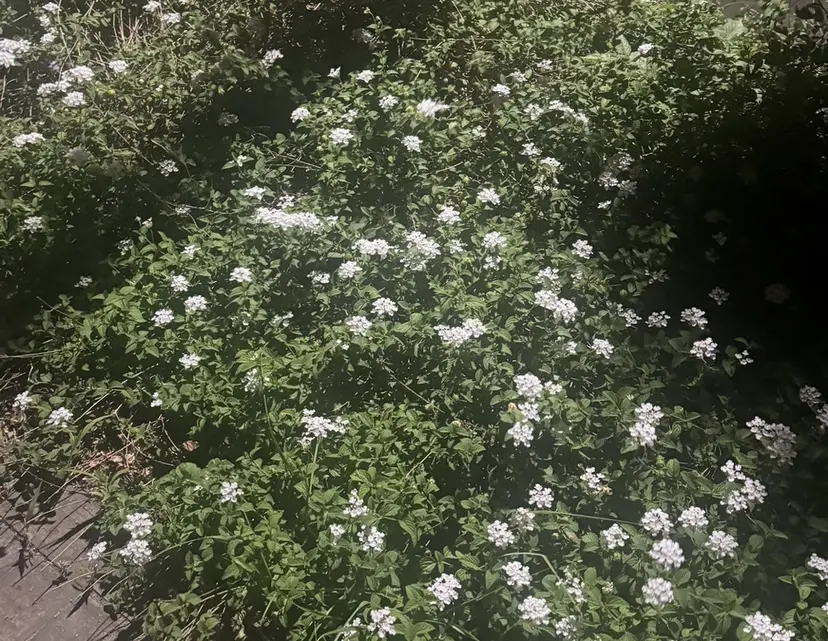 奥寺 沙菜の掲載