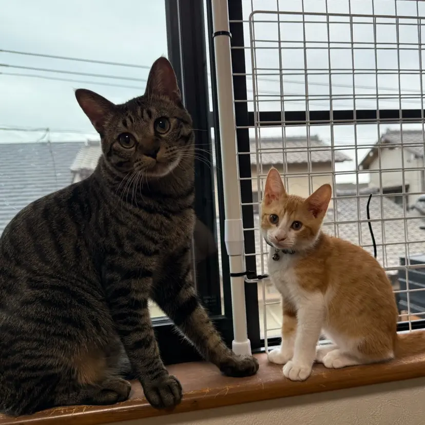 望月 佑茉の掲載