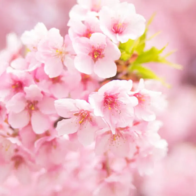 🌸束感マツエク🩵 SAKURA🩵🌸の掲載