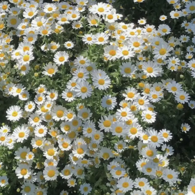 カバサワ カエデの掲載