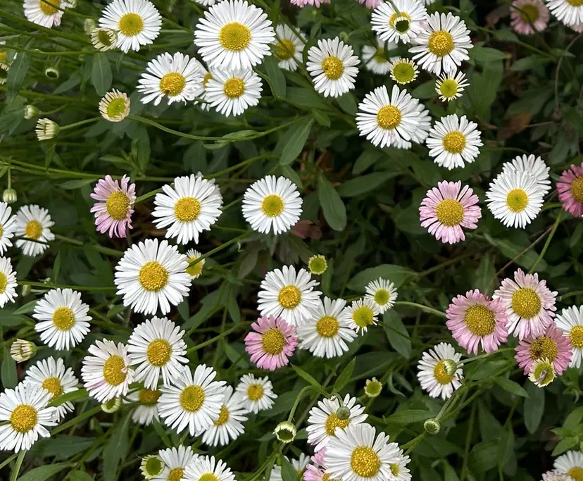 Lila 吉祥寺店🌻の掲載