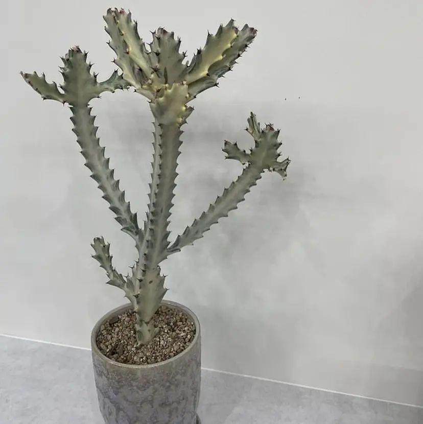 マエダ アズミ🌱の掲載