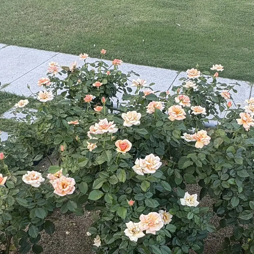 🎀ROAR🎀 SAYAの掲載