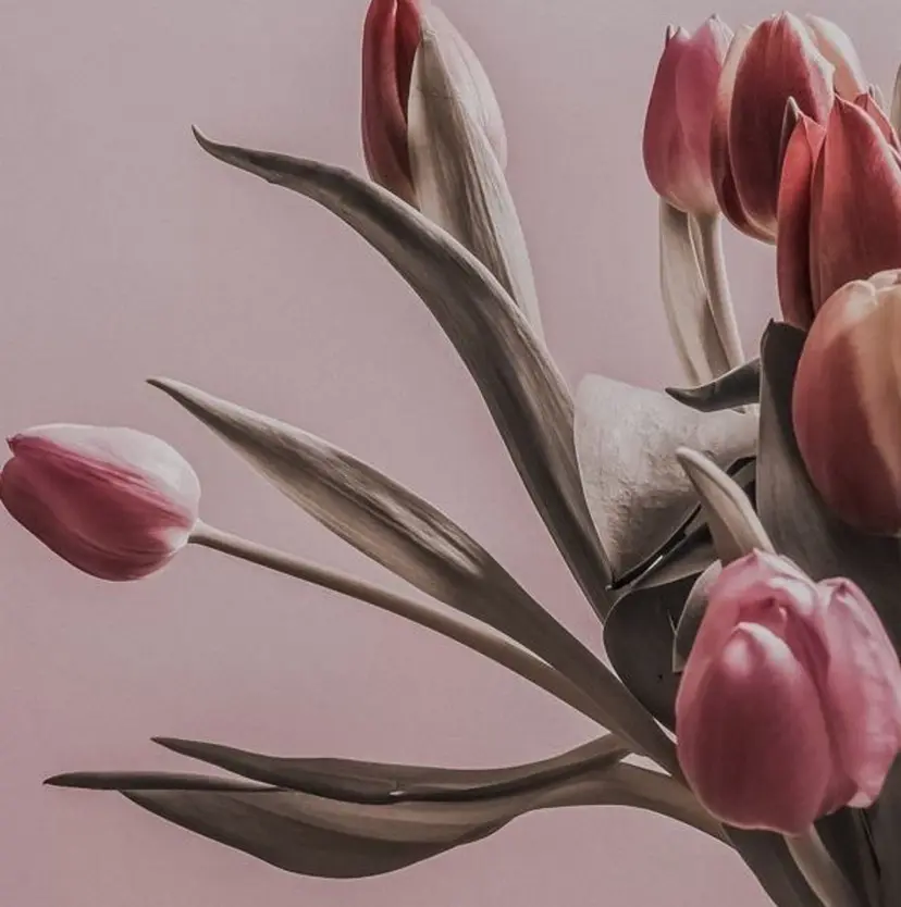 花田 あすかの掲載