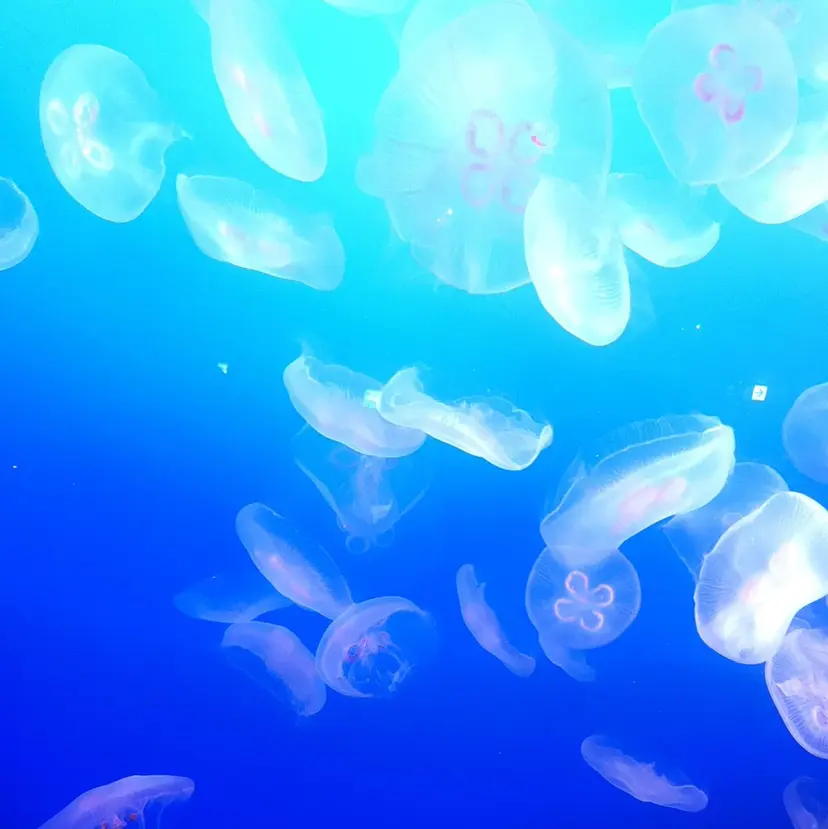 足立 初葉の掲載