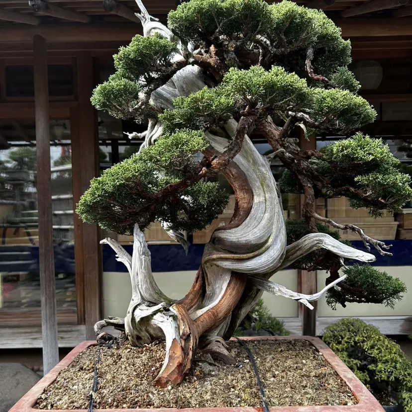 市川 春の掲載