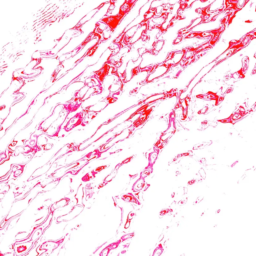 n ノアンの掲載