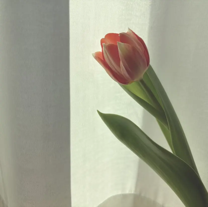 はなねいる Hananailの掲載