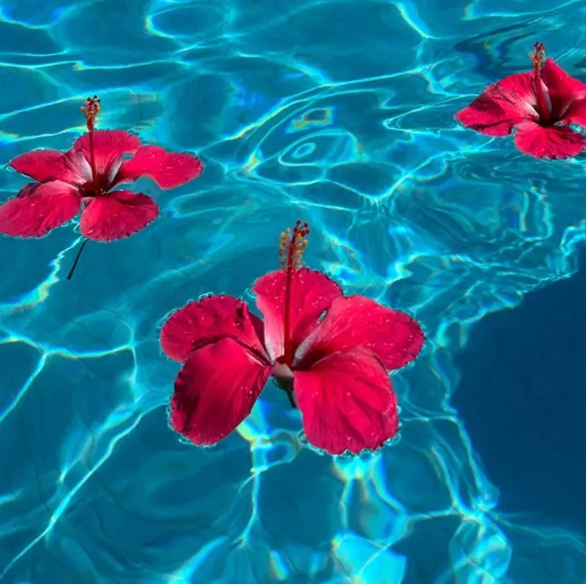 鈴木 春菜の掲載