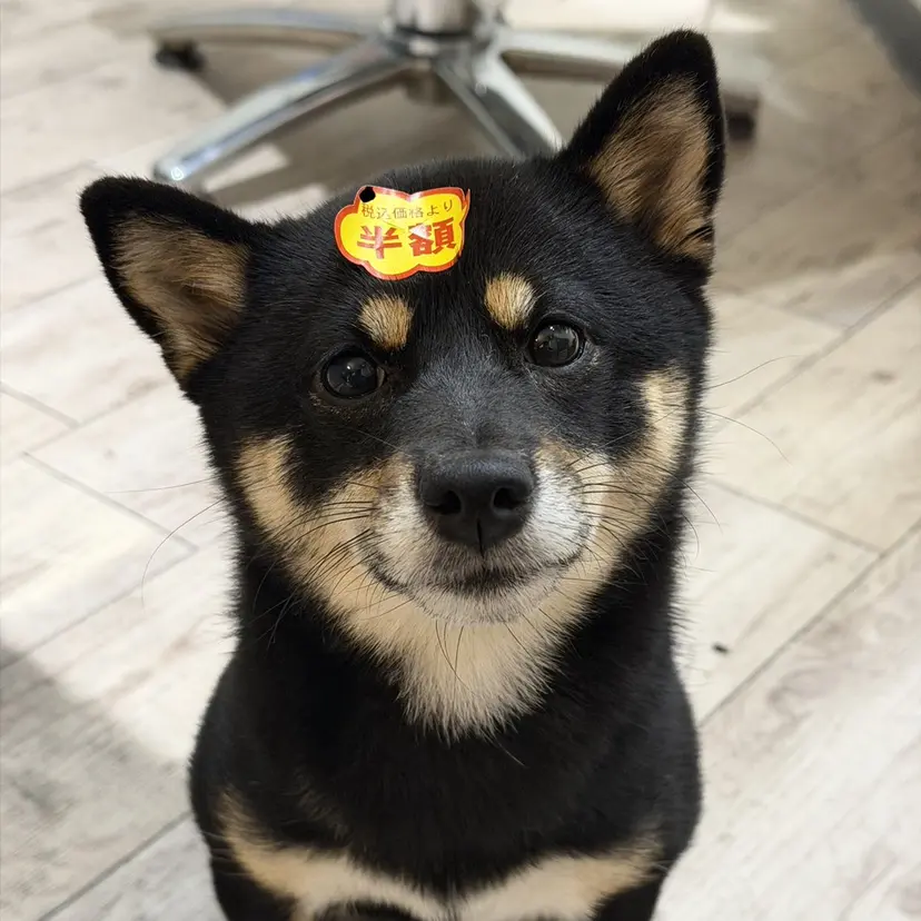 東心斎橋🌏豆柴 🐾倶楽部の掲載