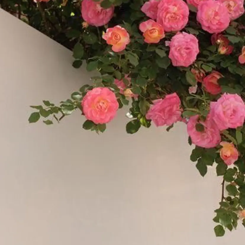 TSUYAMEKI yuinaの掲載