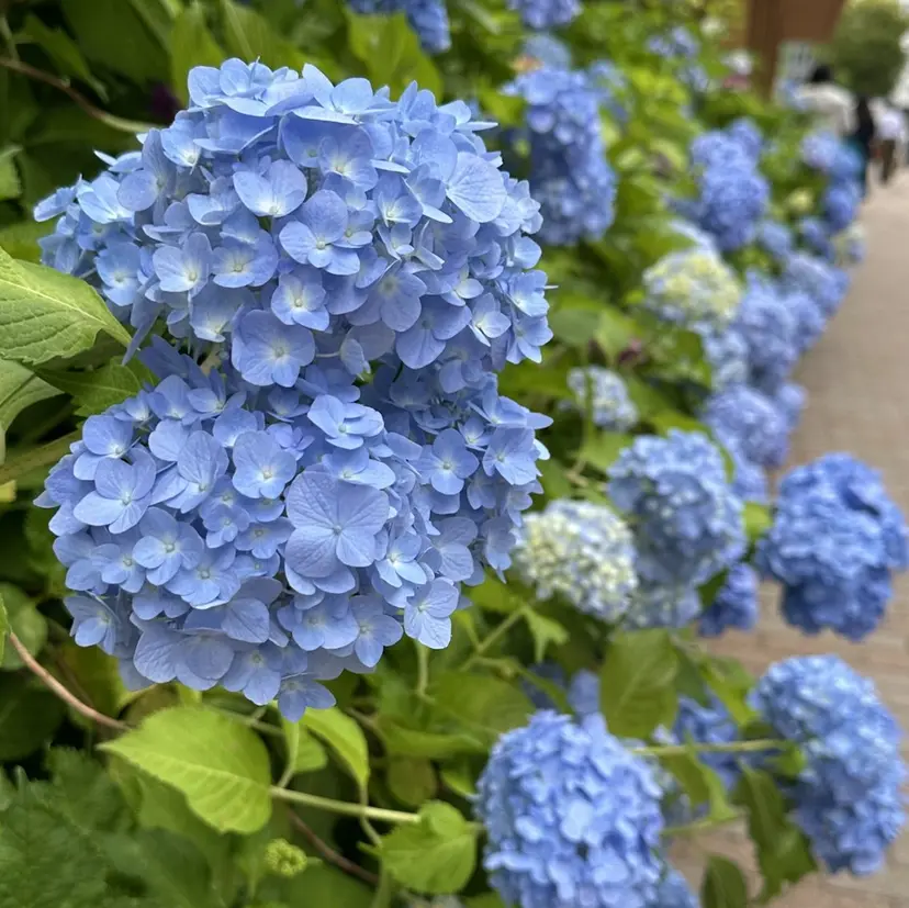YUYA🌿 ドライヘッドスパ💐の掲載