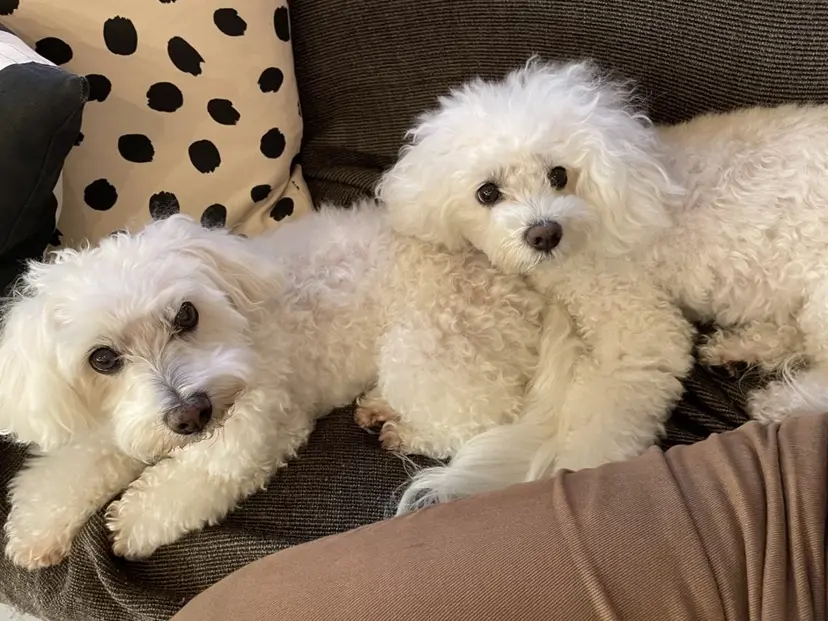 友花/ apolloの掲載