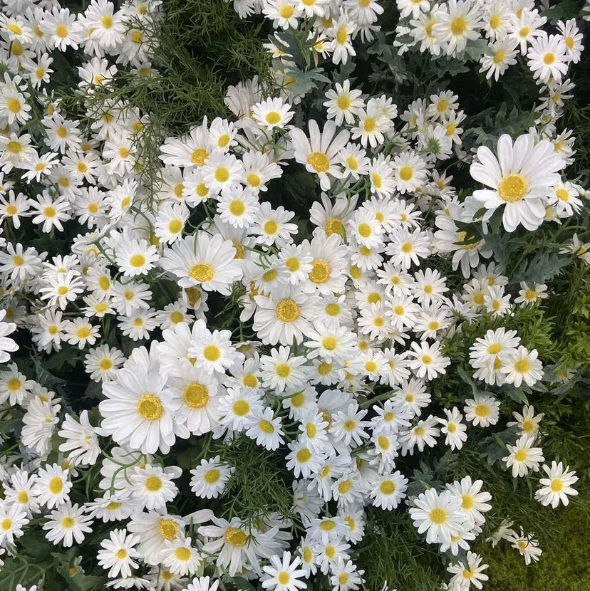 ⭐️無料カット⭐️ 千葉瞬の掲載