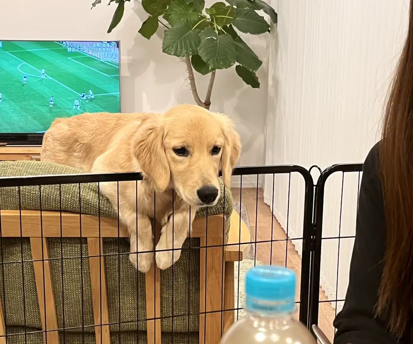 高田 美羽の掲載