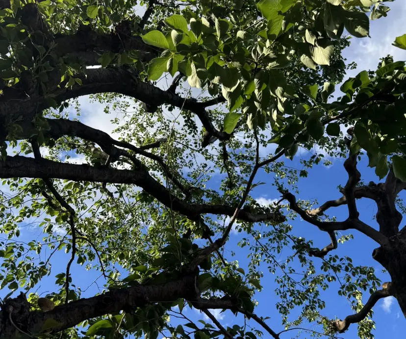 徳田 祥子の掲載